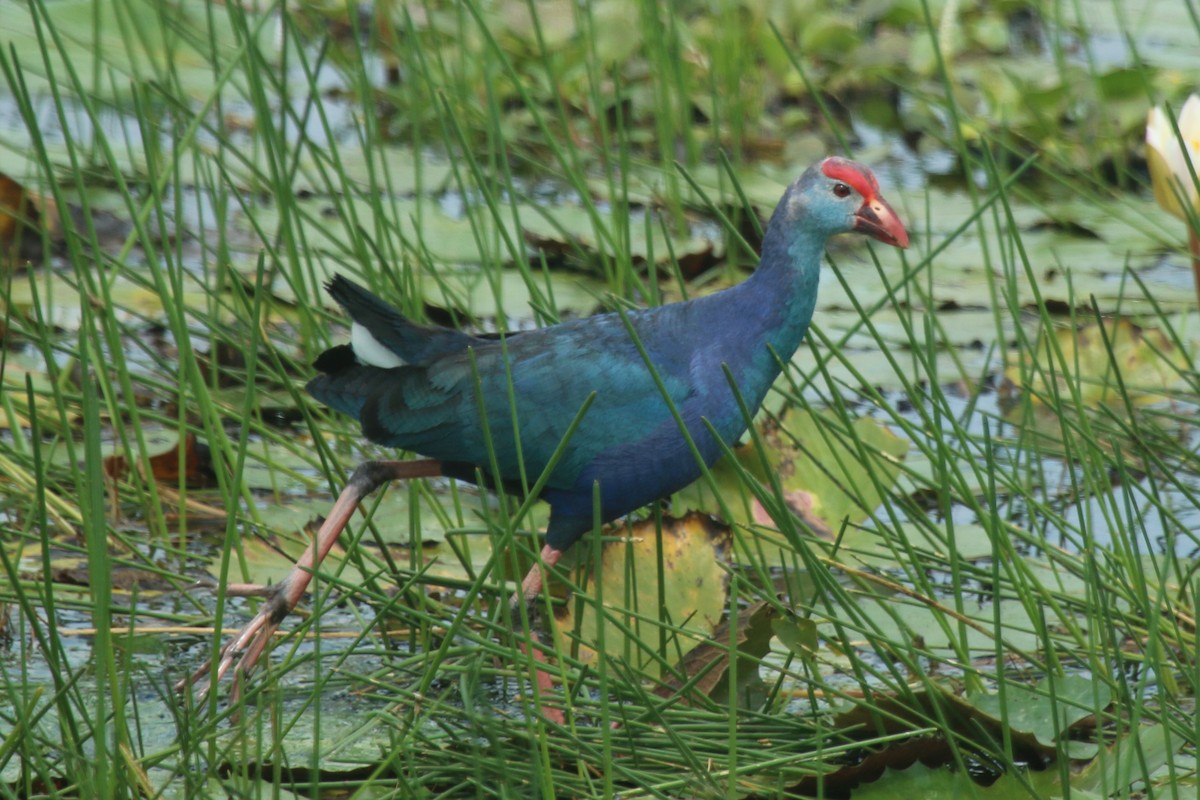 Gray-headed Swamphen - John Sevenair