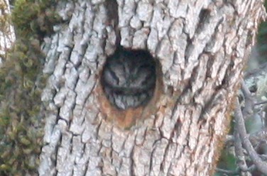 Western Screech-Owl - ML138060111