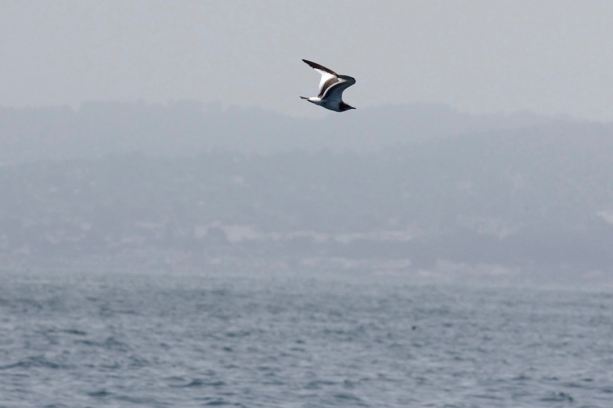 Gaviota de Sabine - ML138060491