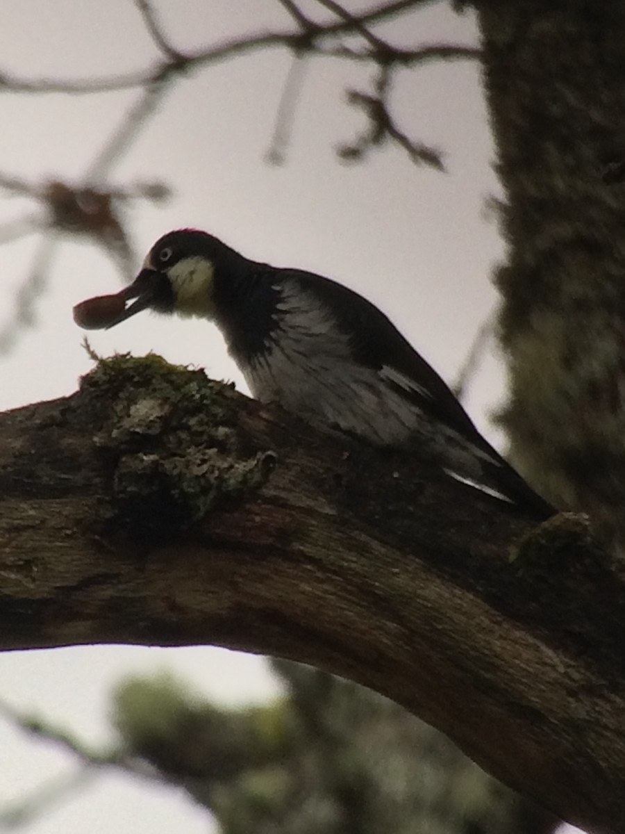 Acorn Woodpecker - ML138062961