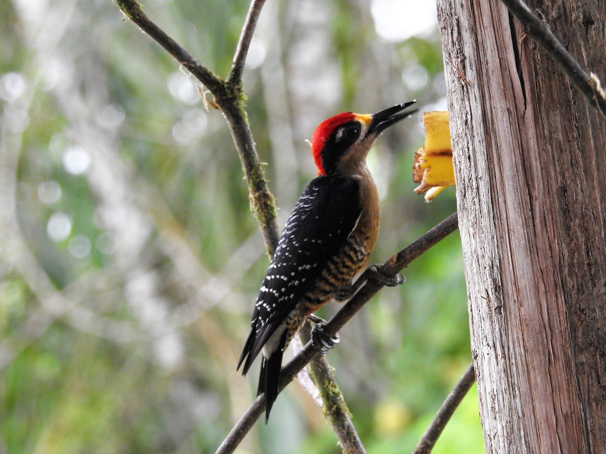 Black-cheeked Woodpecker - Néstor Villalobos Rojas