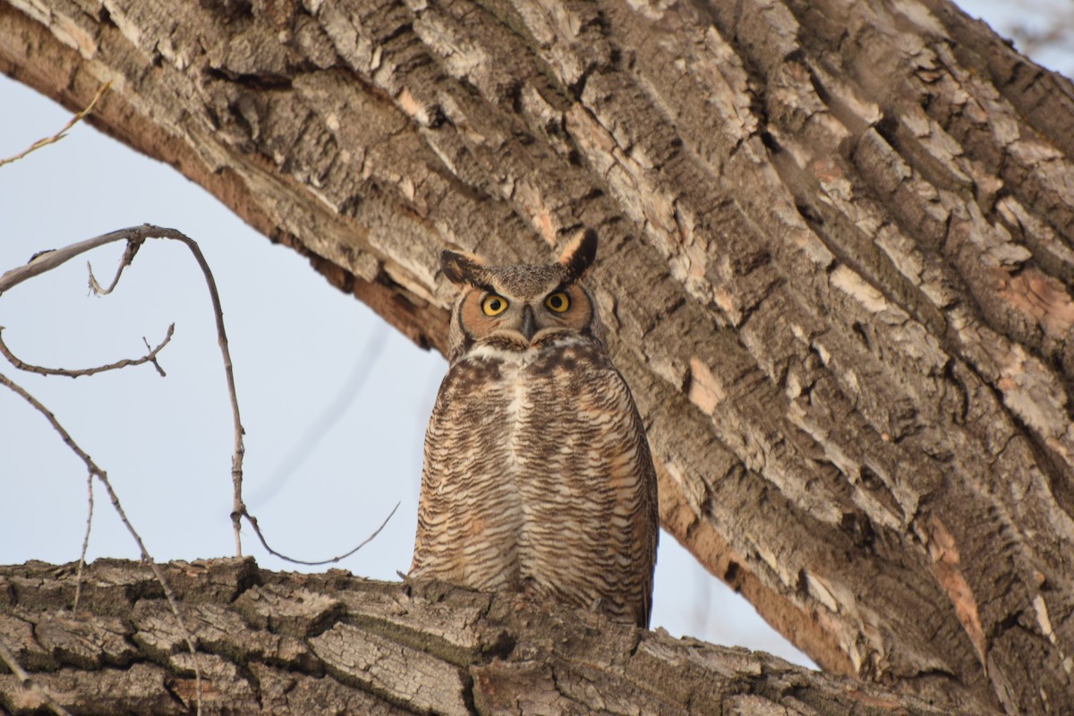 Great Horned Owl - Santi Tabares