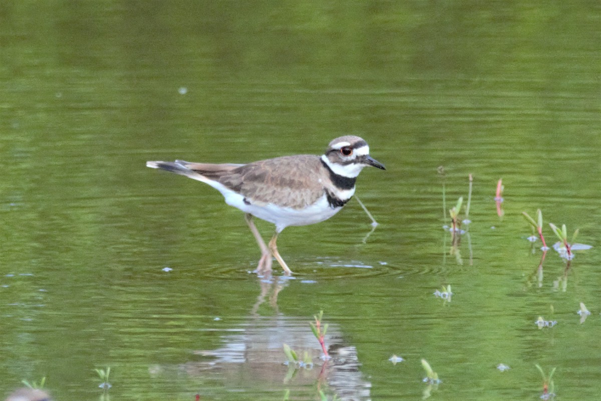 Killdeer - ML138066551