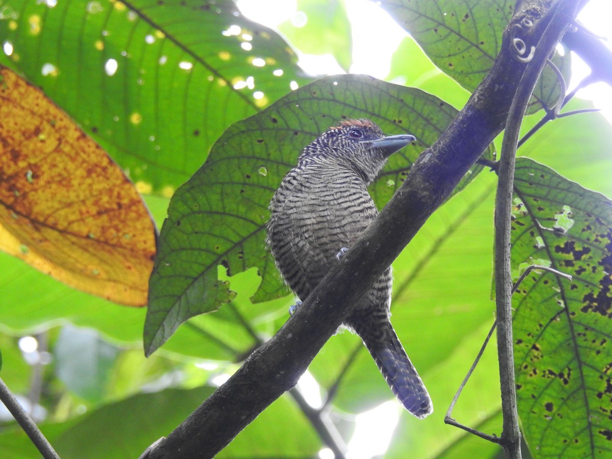 Fasciated Antshrike - Néstor Villalobos Rojas