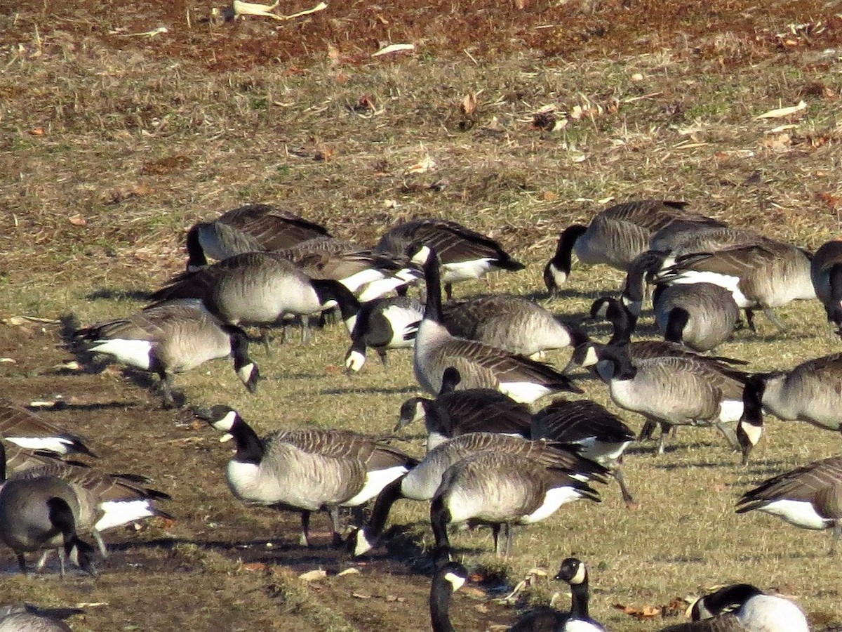 Barnacle Goose - ML138067271