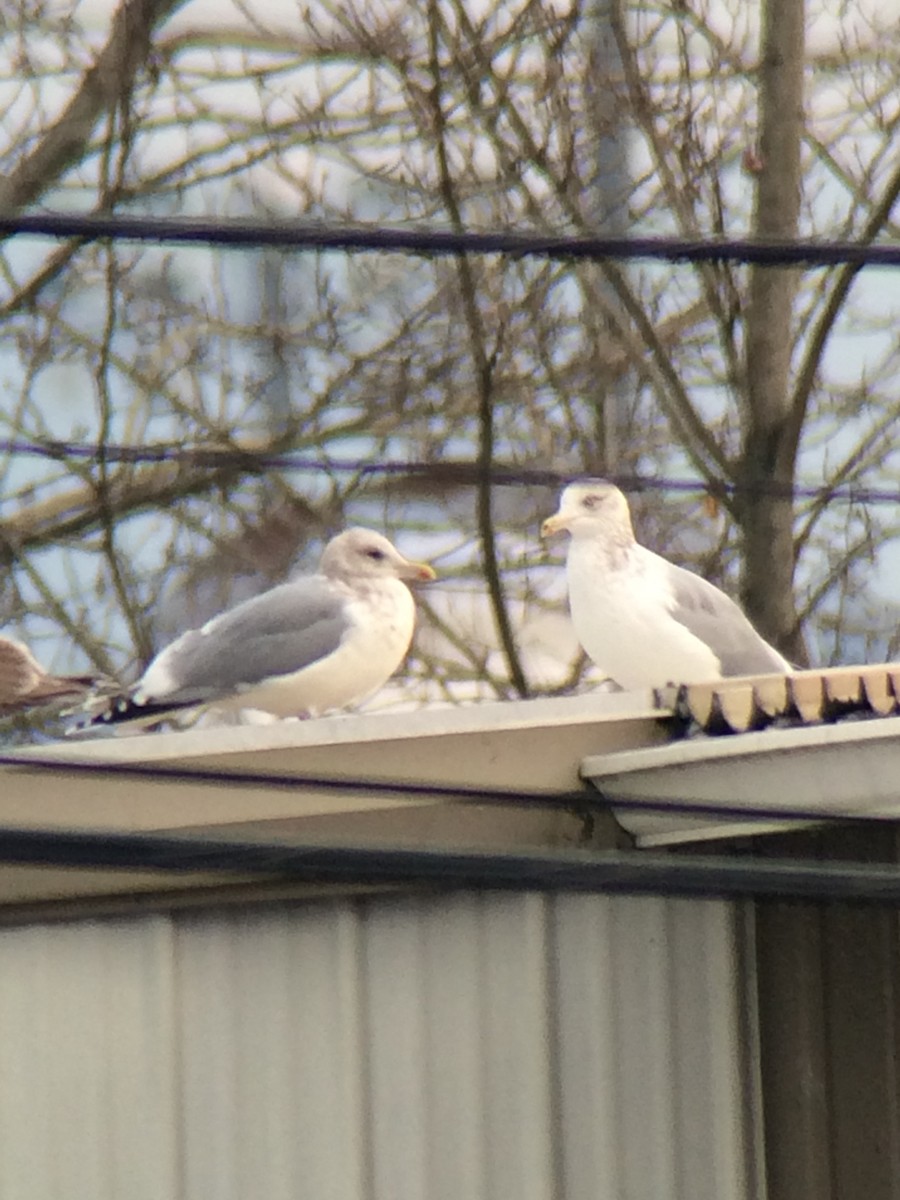 Herring Gull - ML138067761