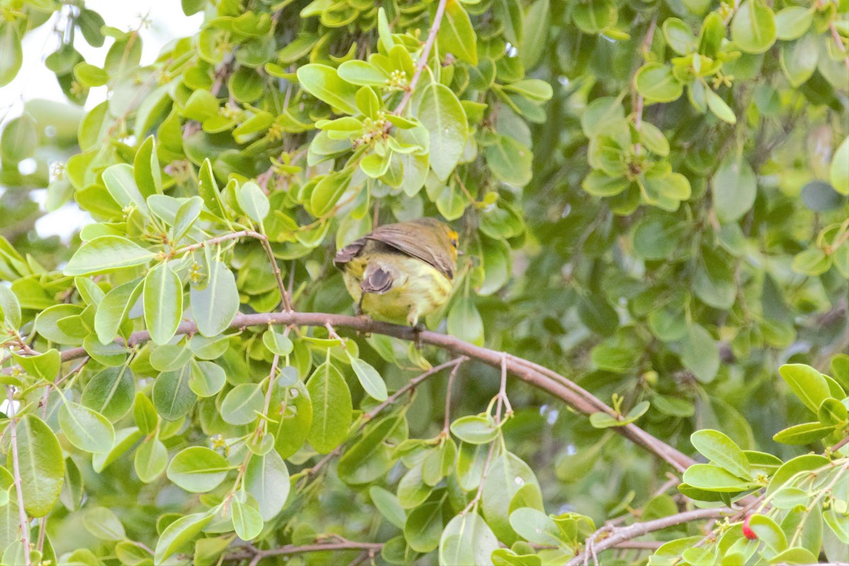Cape May Warbler - ML138069081