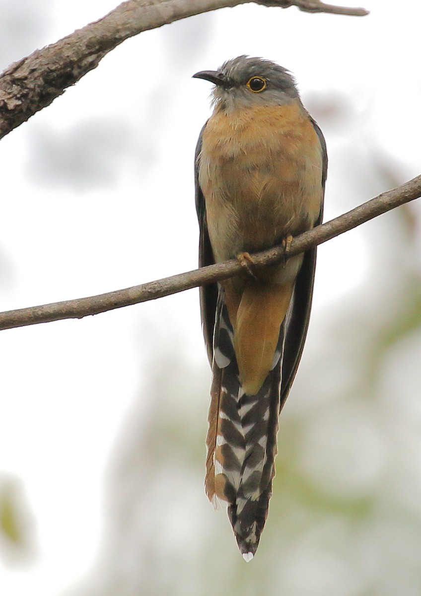 Fan-tailed Cuckoo - Michael Rutkowski