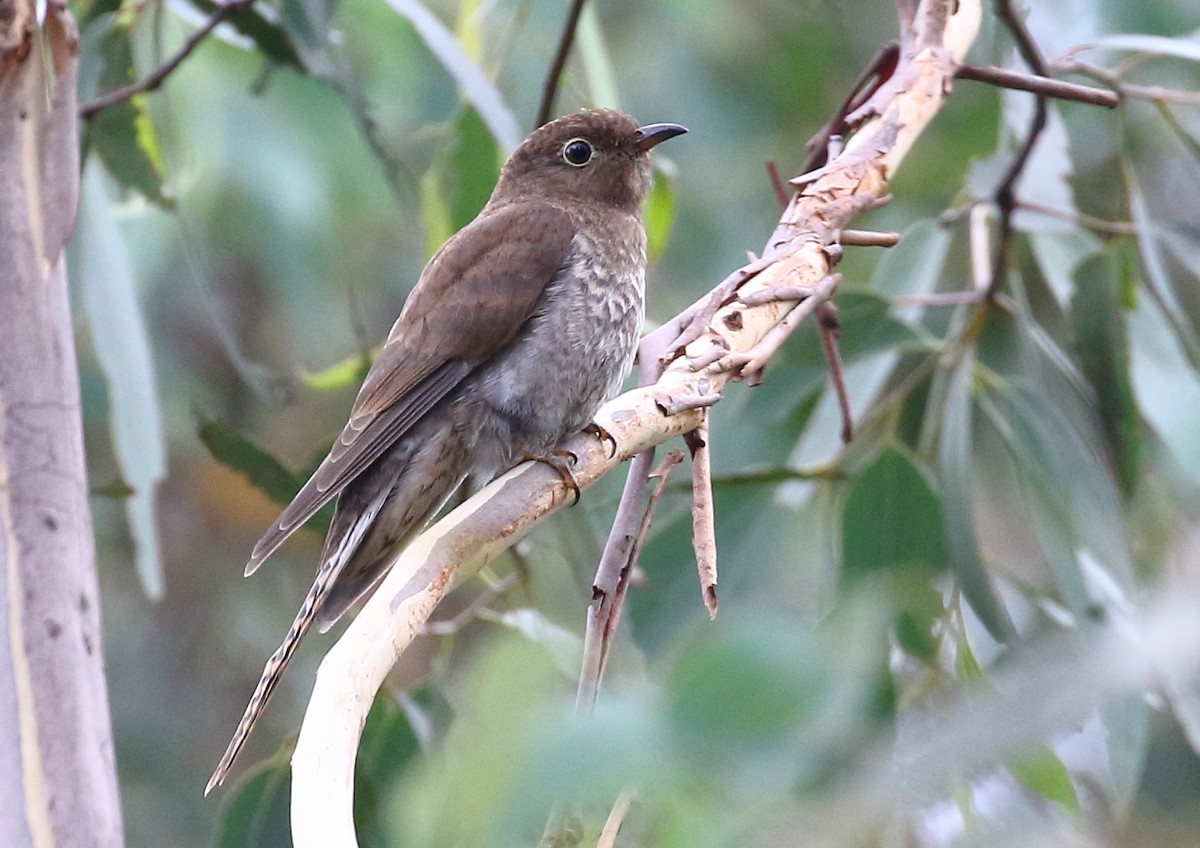 Fan-tailed Cuckoo - Michael Rutkowski