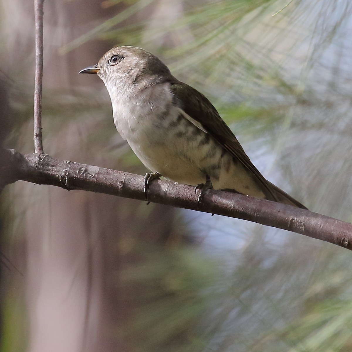 Shining Bronze-Cuckoo - ML138071051