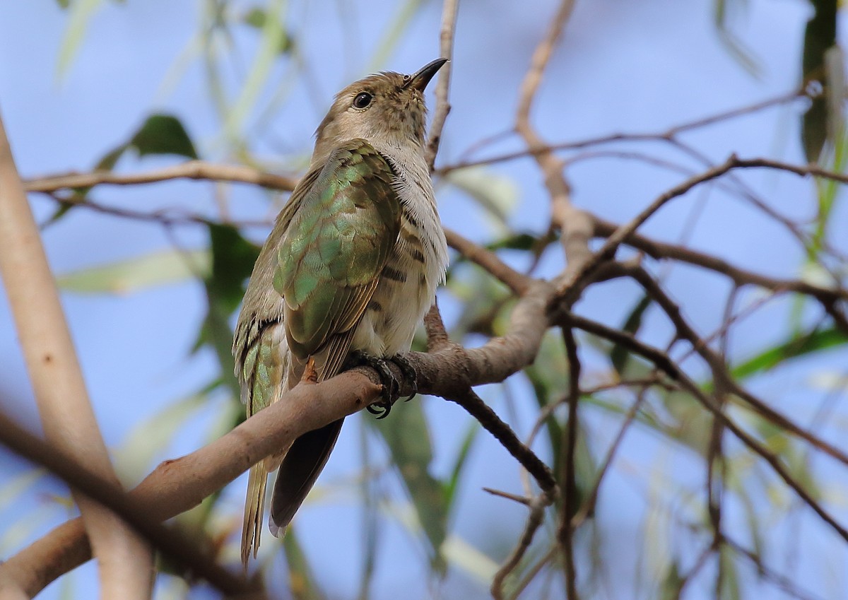 Shining Bronze-Cuckoo - ML138071091