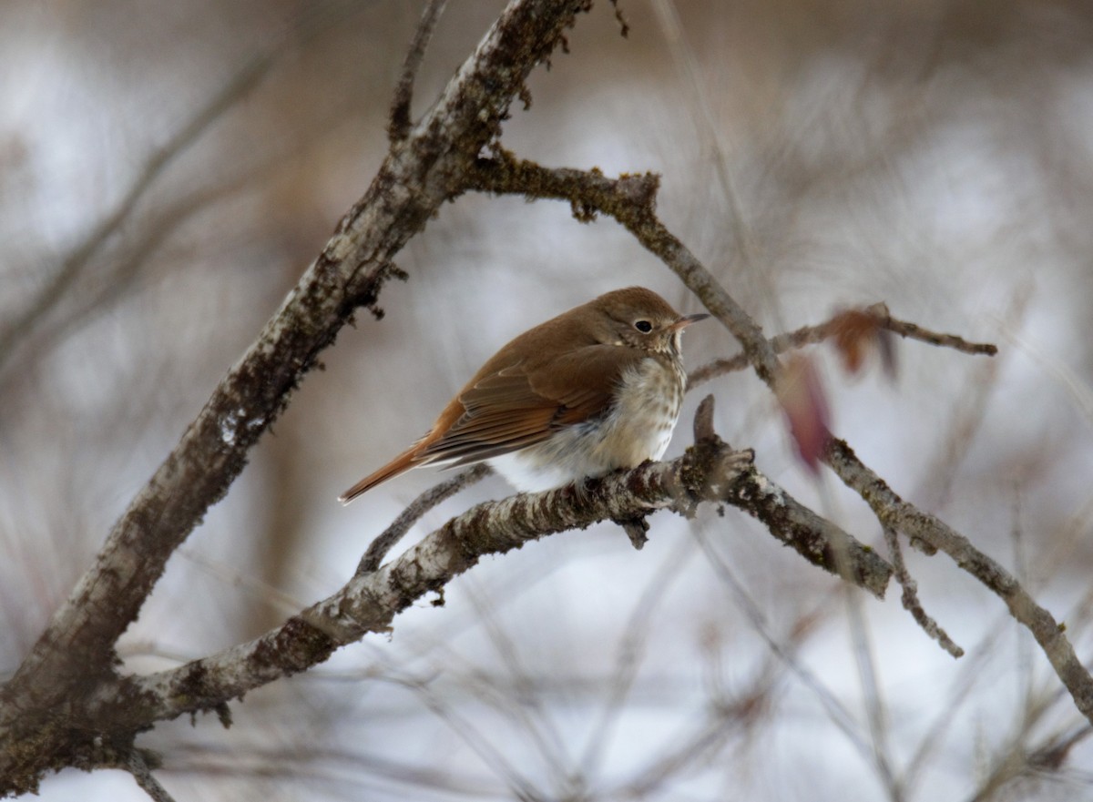 Hermit Thrush - ML138071371