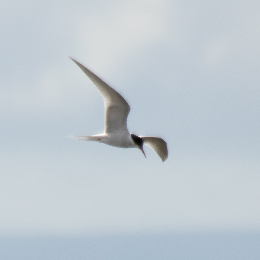 South American Tern - ML138071571