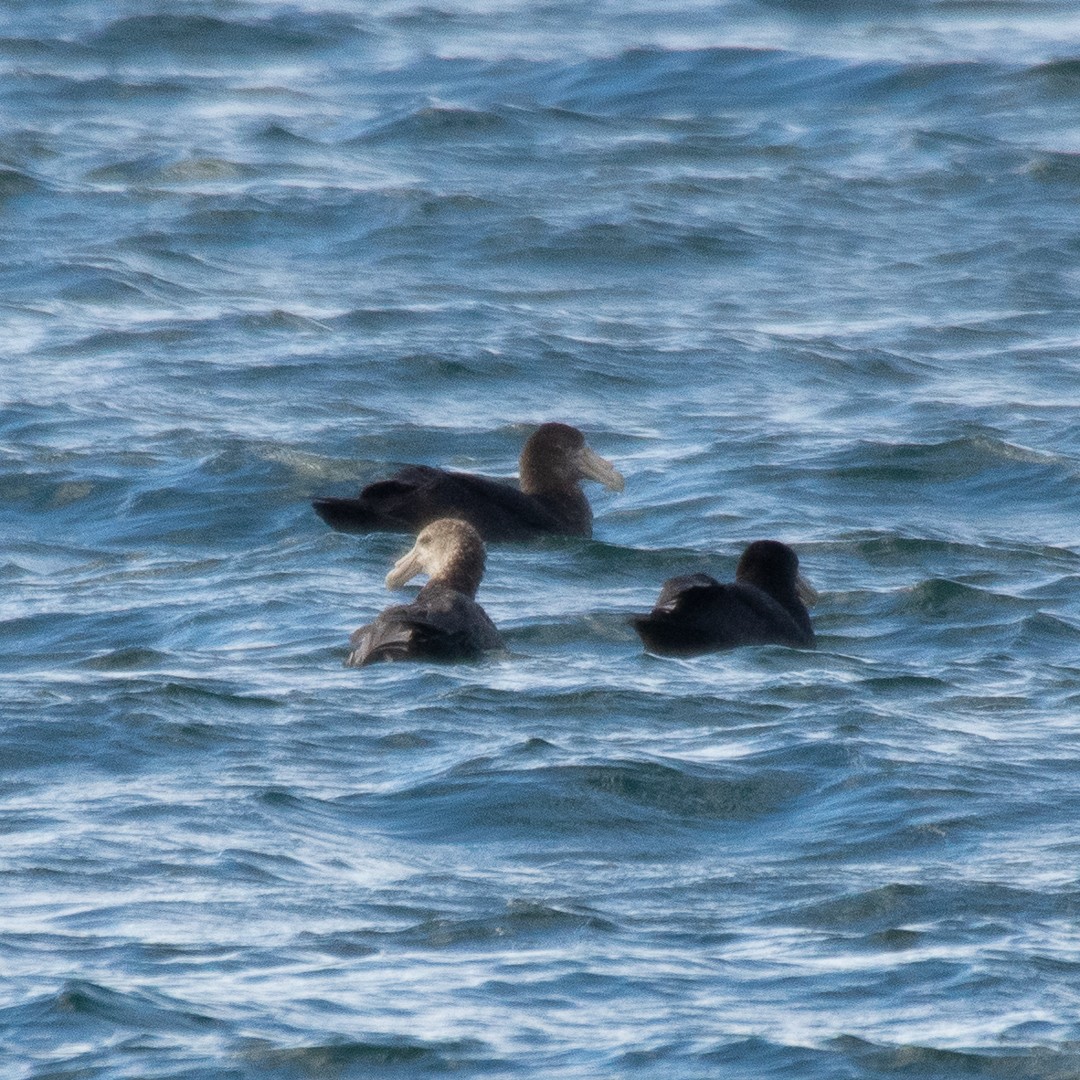 Southern Giant-Petrel - Pablo Galdames