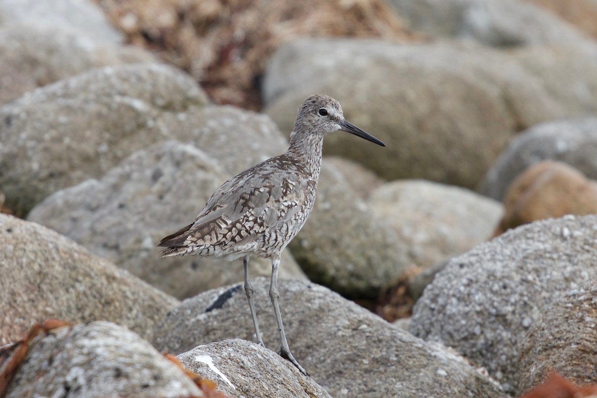 Willet (Western) - ML138073531