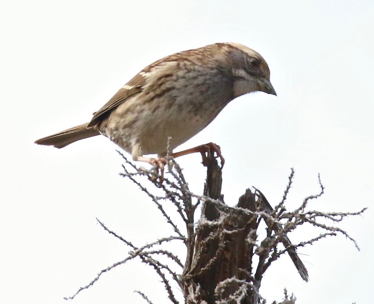 White-throated Sparrow - ML138075191