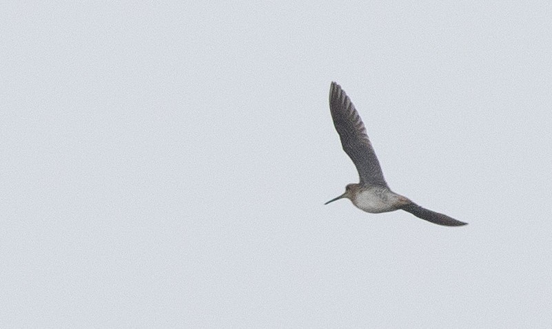 Pin-tailed Snipe - ML138075501