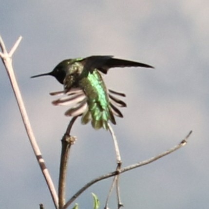Anna's Hummingbird - Joy Brooks