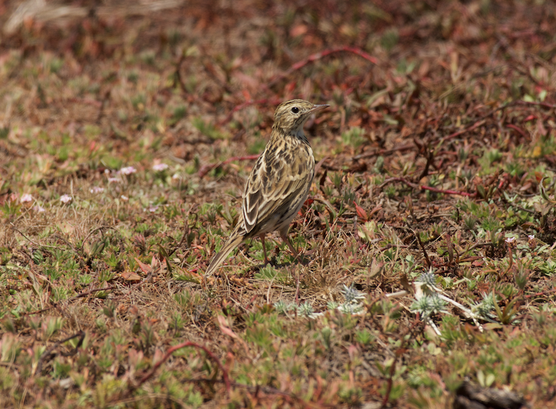 Pipit correndera - ML138077421