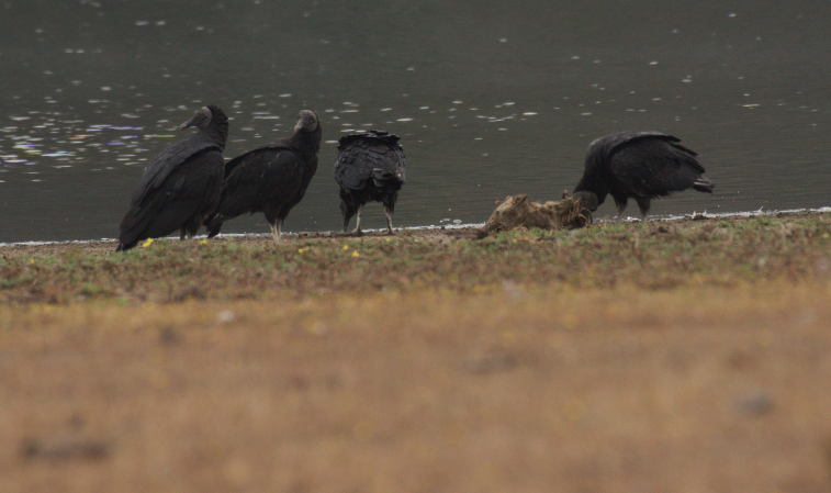 Black Vulture - ML138077451