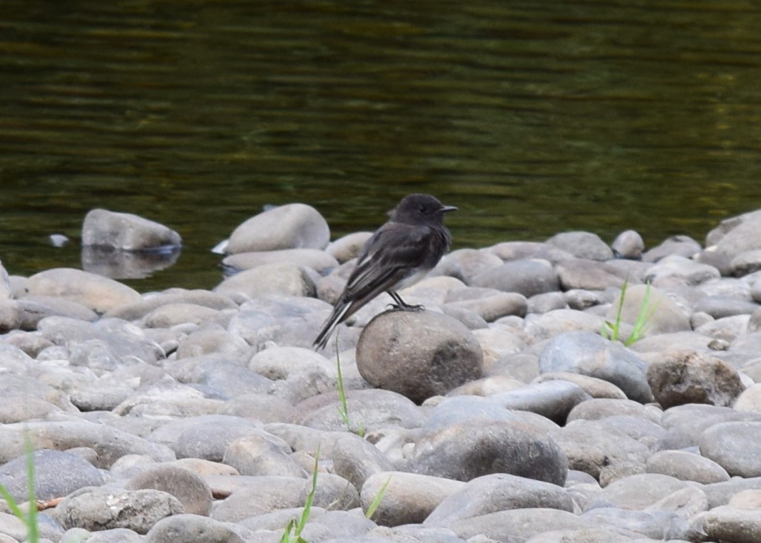 Black Phoebe - T Norris