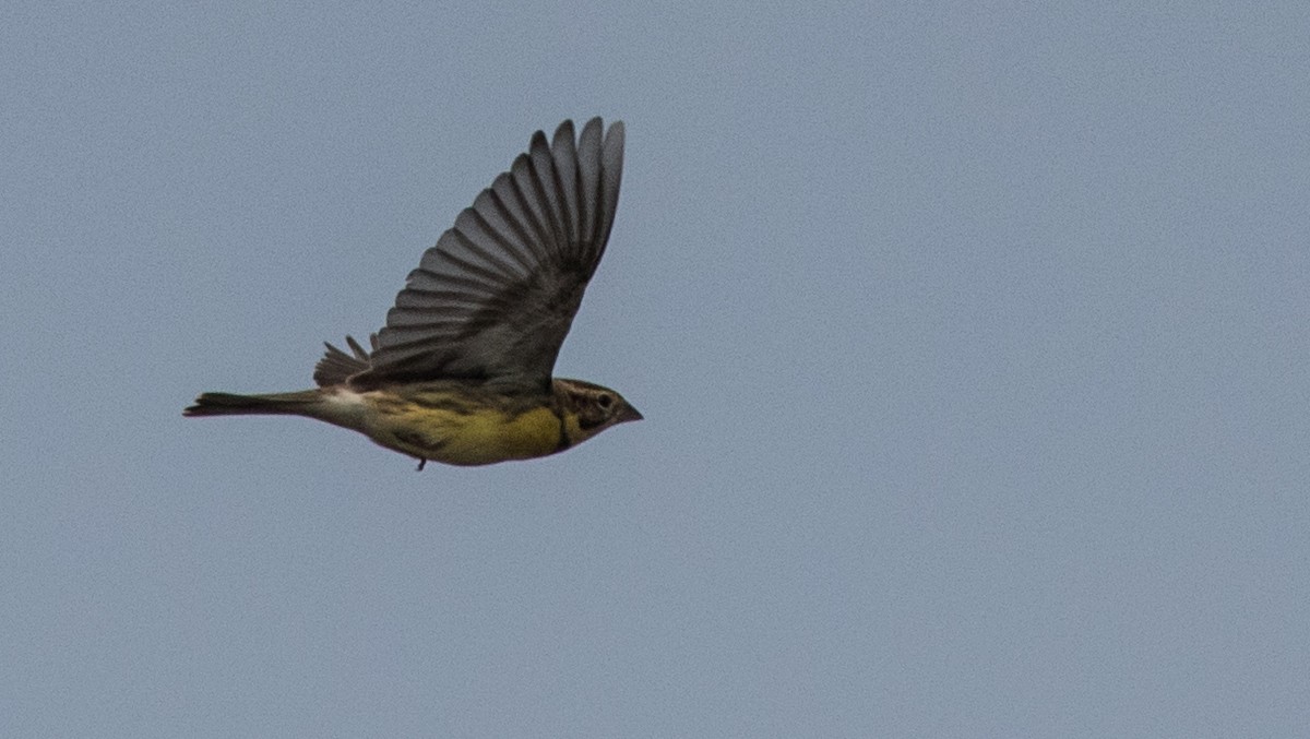 Yellow-breasted Bunting - ML138078741