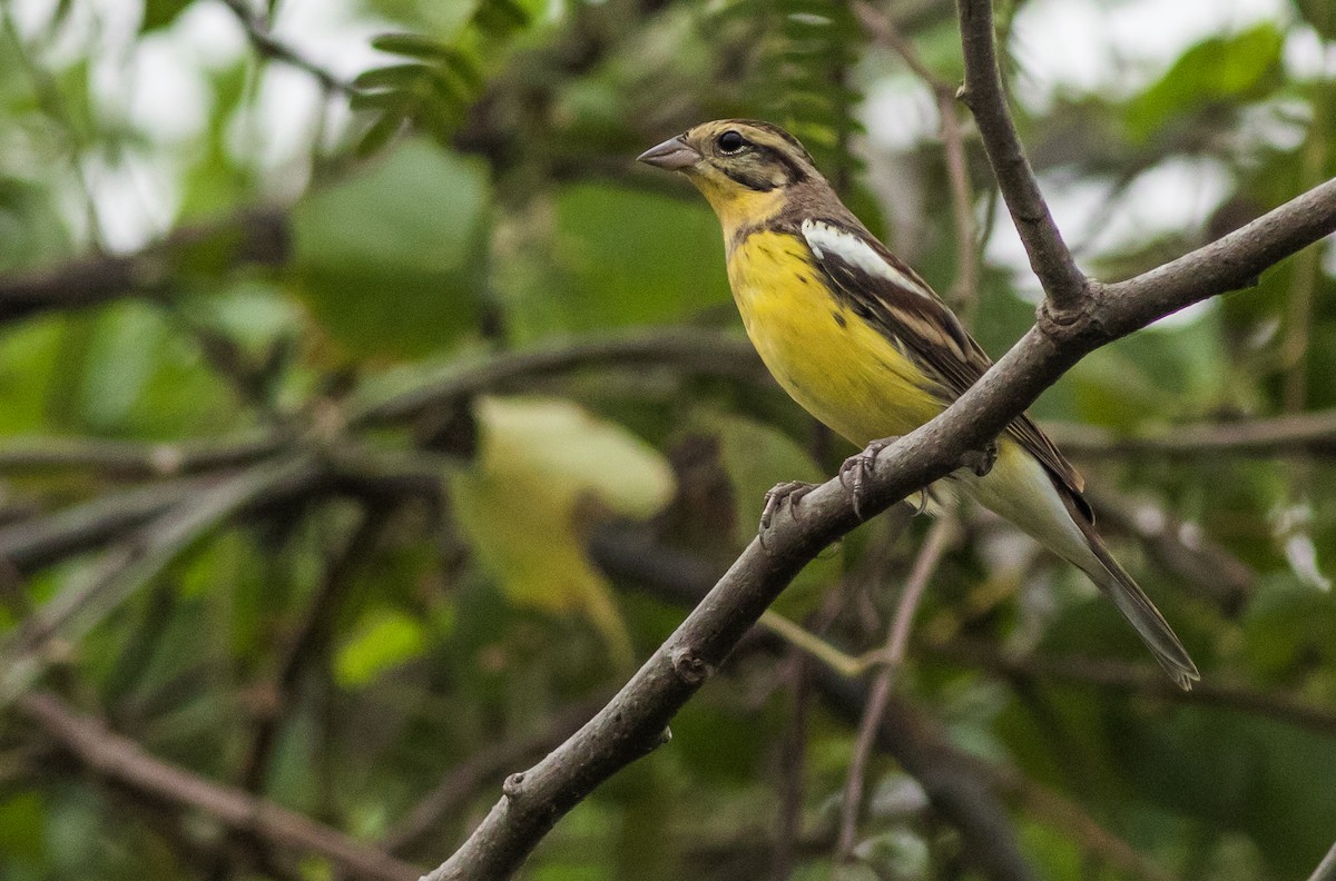 Yellow-breasted Bunting - ML138078791