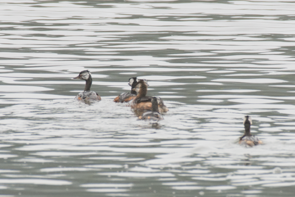 White-tufted Grebe - ML138079041