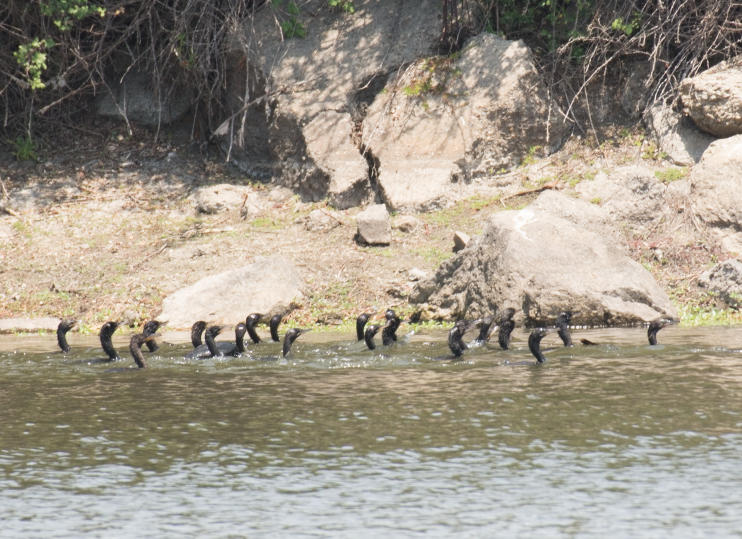 Cormorán Biguá - ML138079641