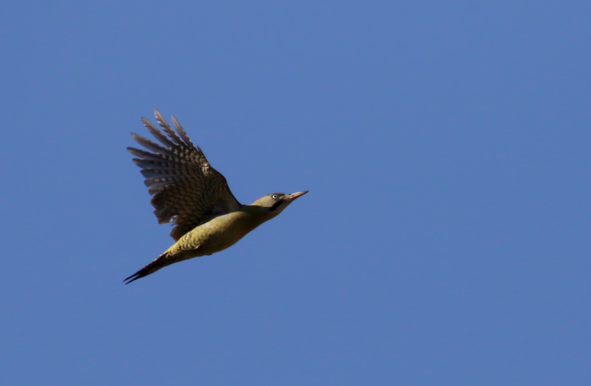 Levaillant's Woodpecker - ML138080451