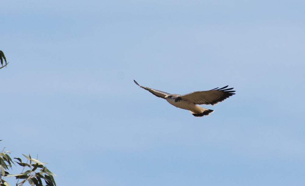 Rotrückenbussard - ML138080471