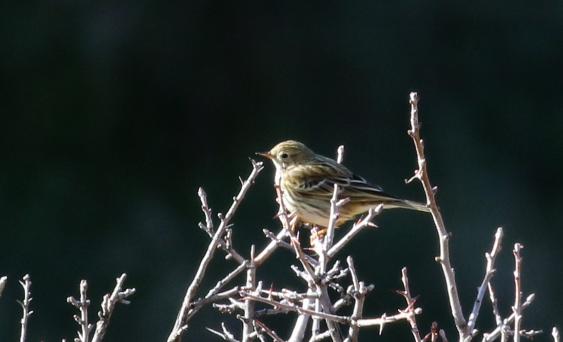 Meadow Pipit - ML138080521