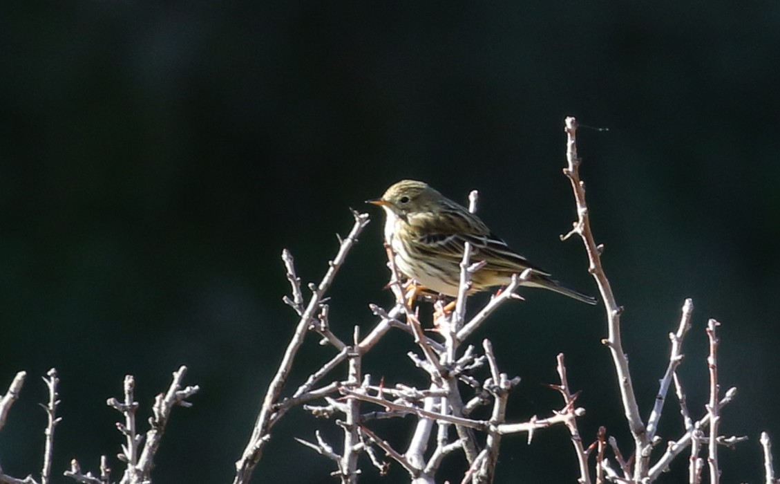 Meadow Pipit - ML138080531