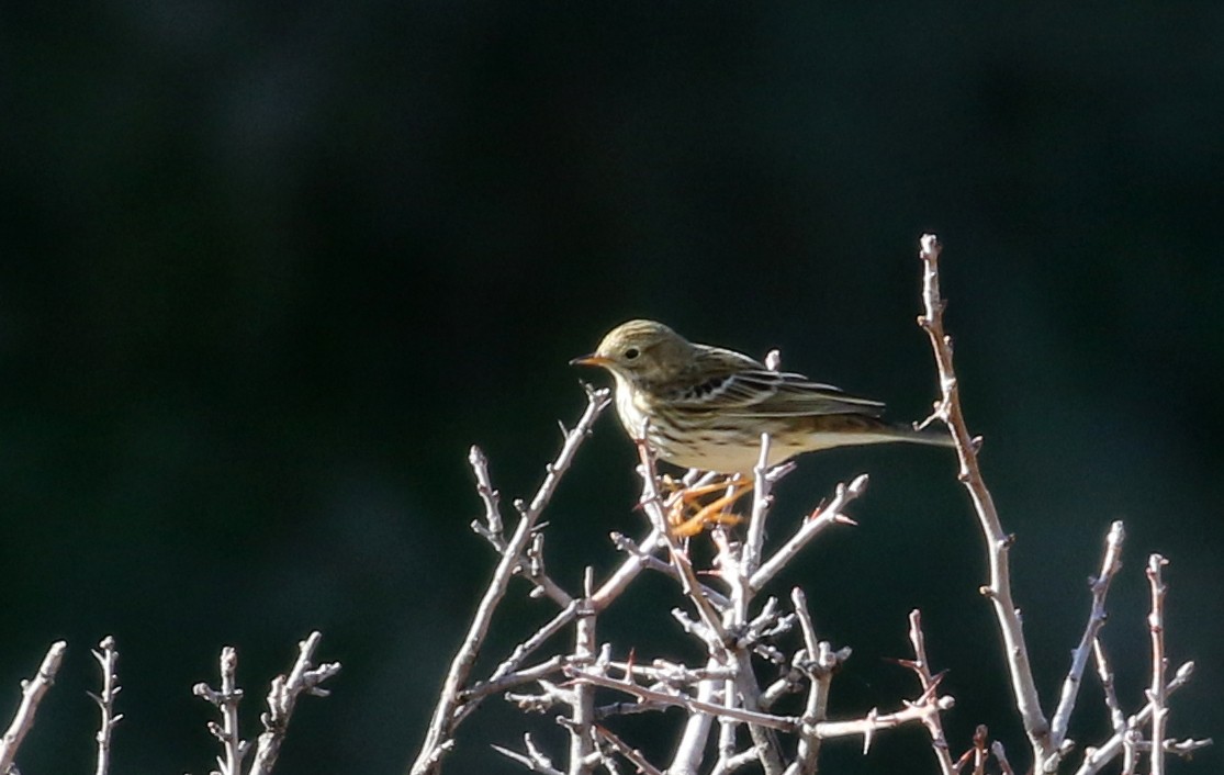 Meadow Pipit - ML138080541