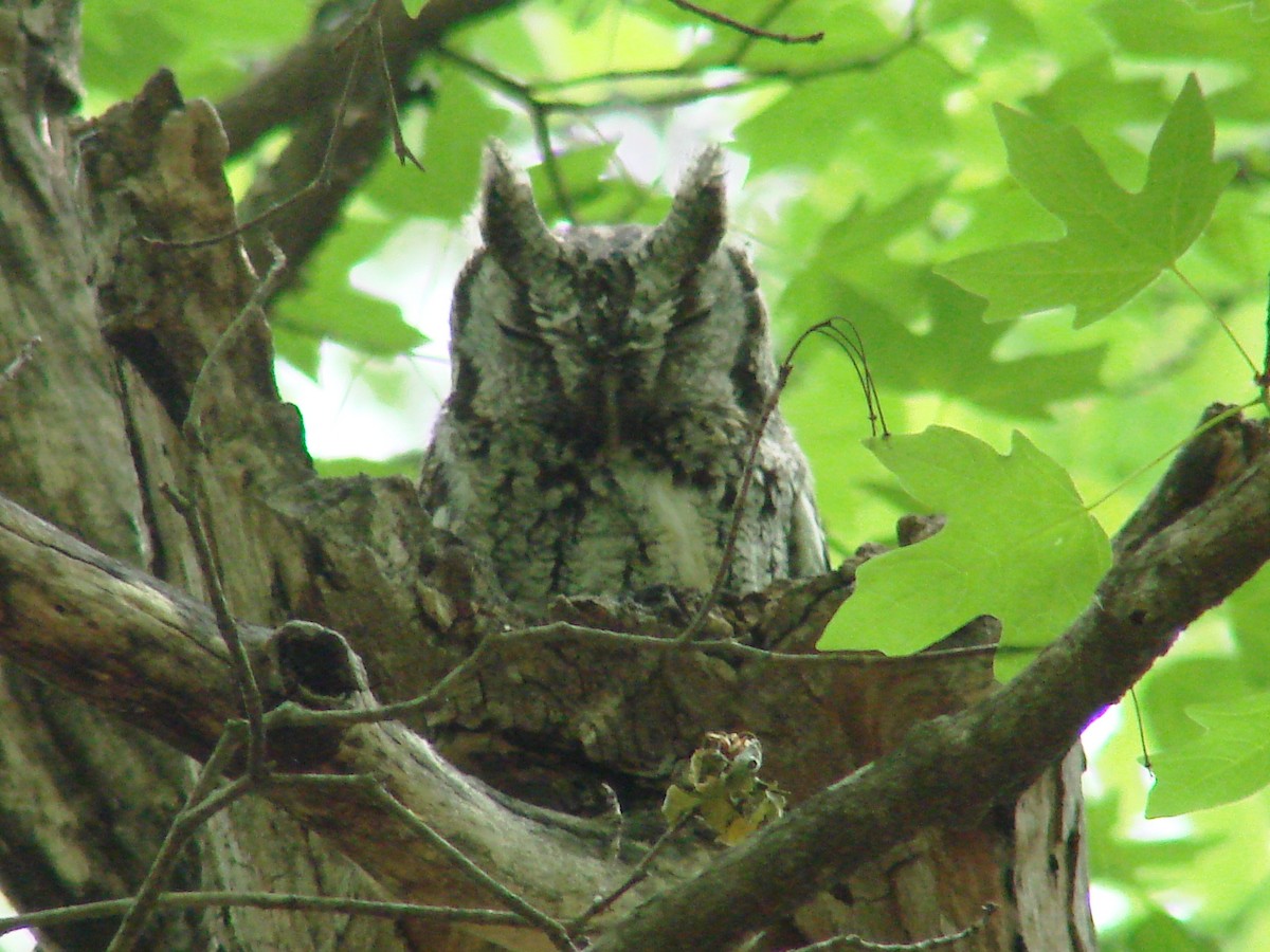 Eastern Screech-Owl - ML138080651