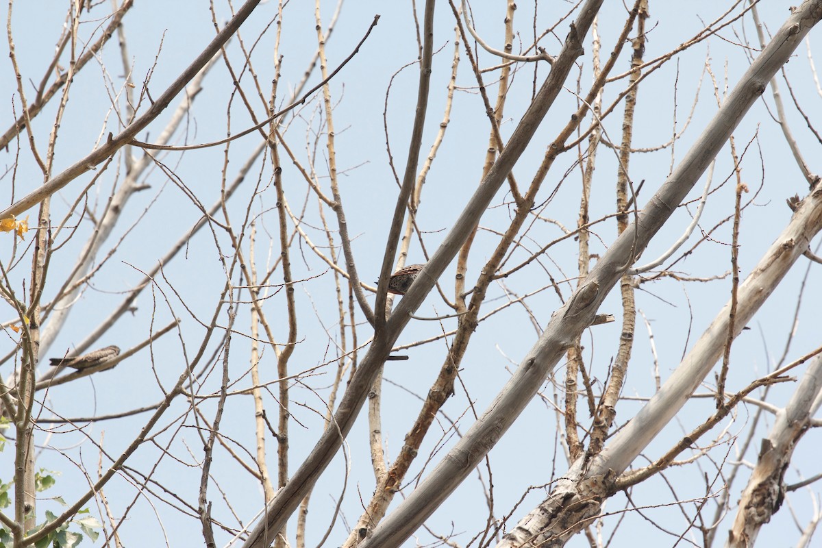 Northern Flicker (Red-shafted) - ML138080851