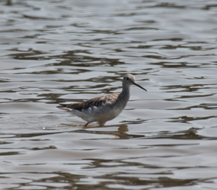 Greater Yellowlegs - ML138080941