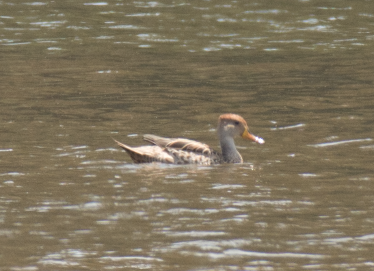 Yellow-billed Pintail - ML138081751