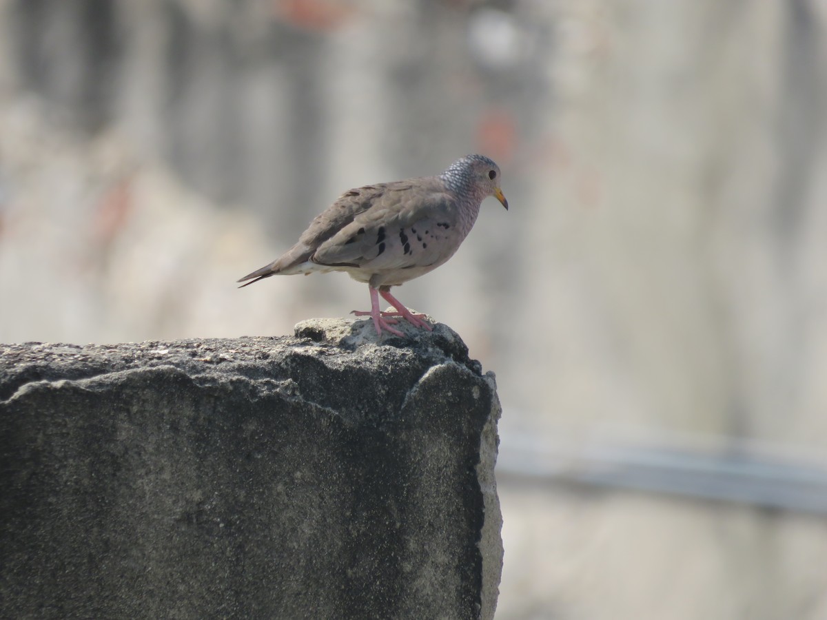 Common Ground Dove - Pauline Catling