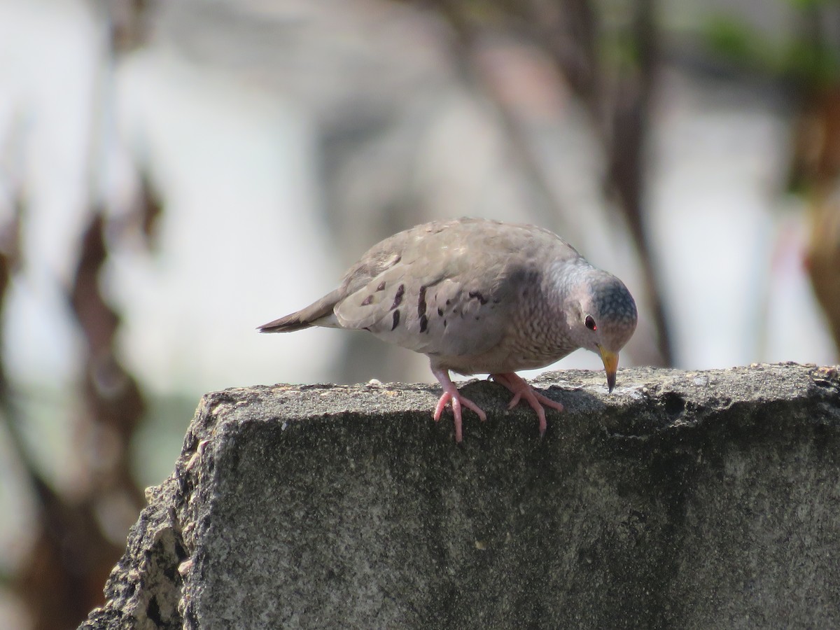 Common Ground Dove - Pauline Catling