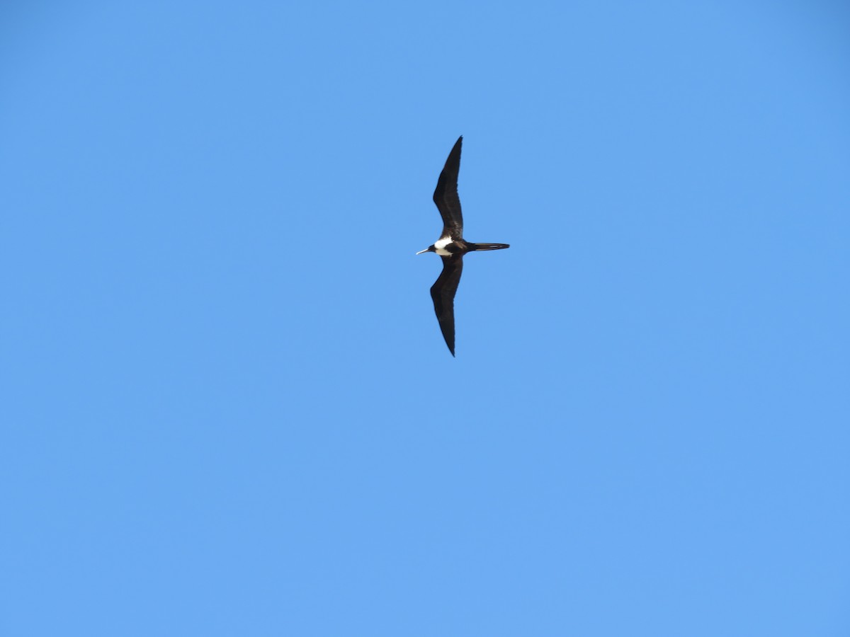 Magnificent Frigatebird - ML138082021