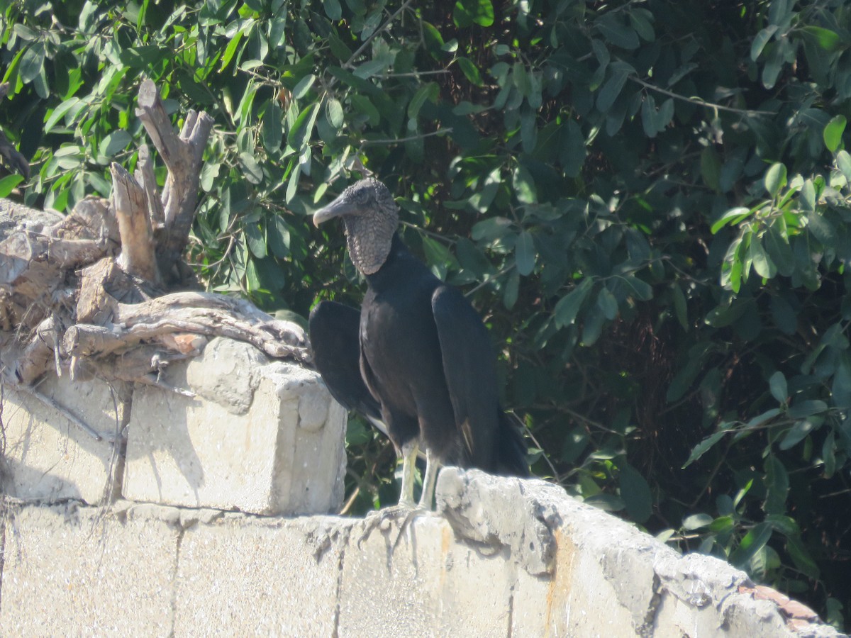 Black Vulture - ML138082081