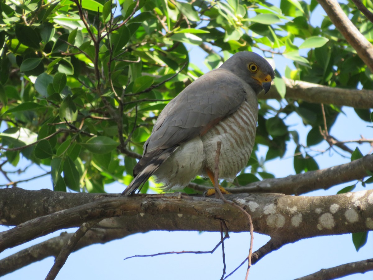 Roadside Hawk - Pauline Catling