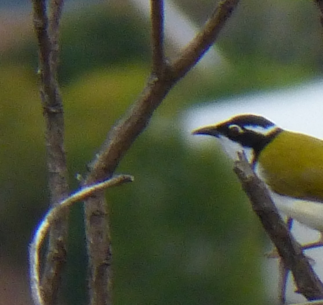 White-throated Honeyeater - ML138082431