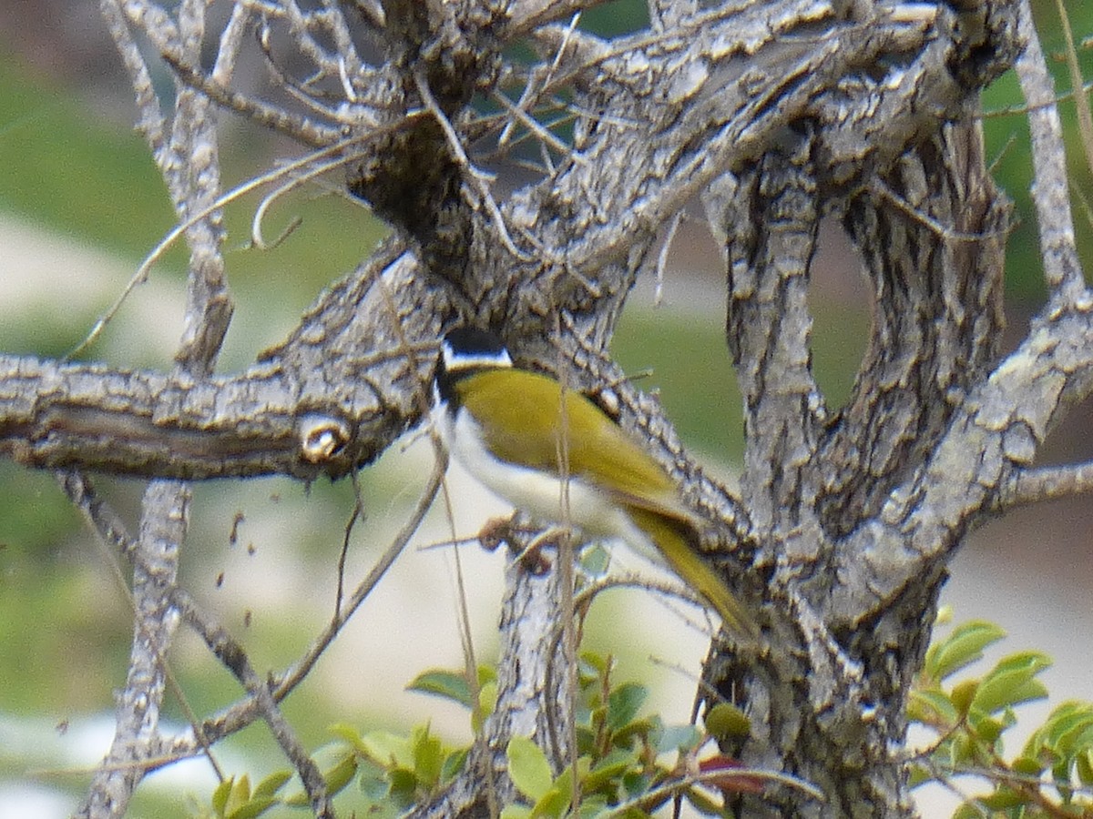 White-throated Honeyeater - ML138082471