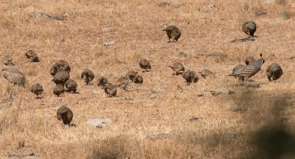 California Quail - ML138082591