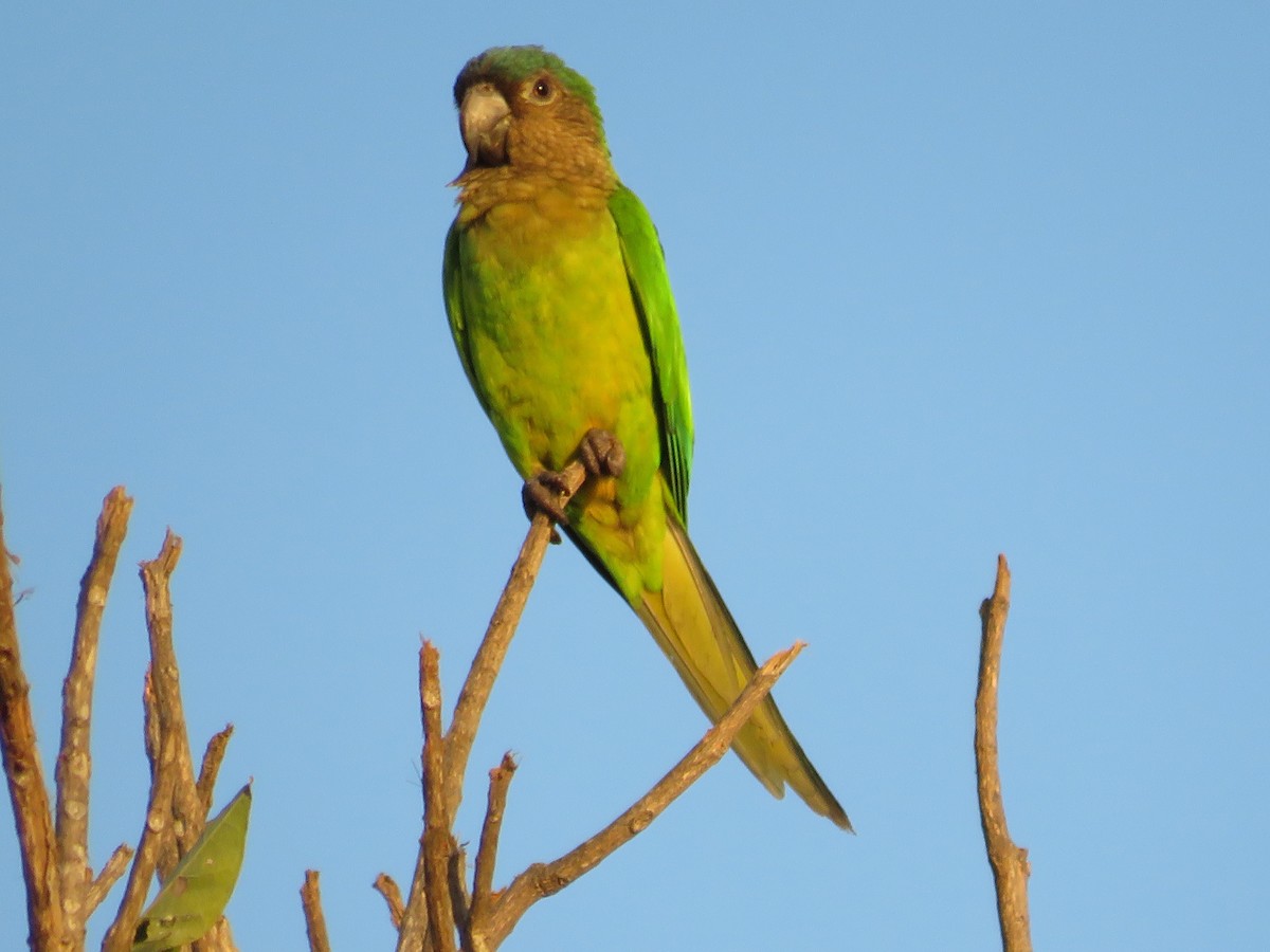 Brown-throated Parakeet - Pauline Catling