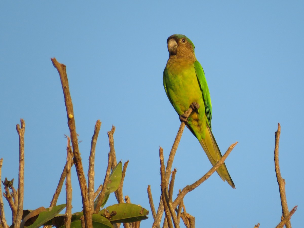 Brown-throated Parakeet - Pauline Catling