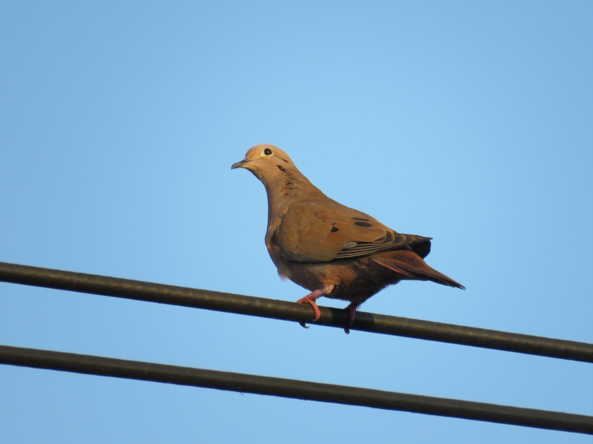 Eared Dove - Pauline Catling