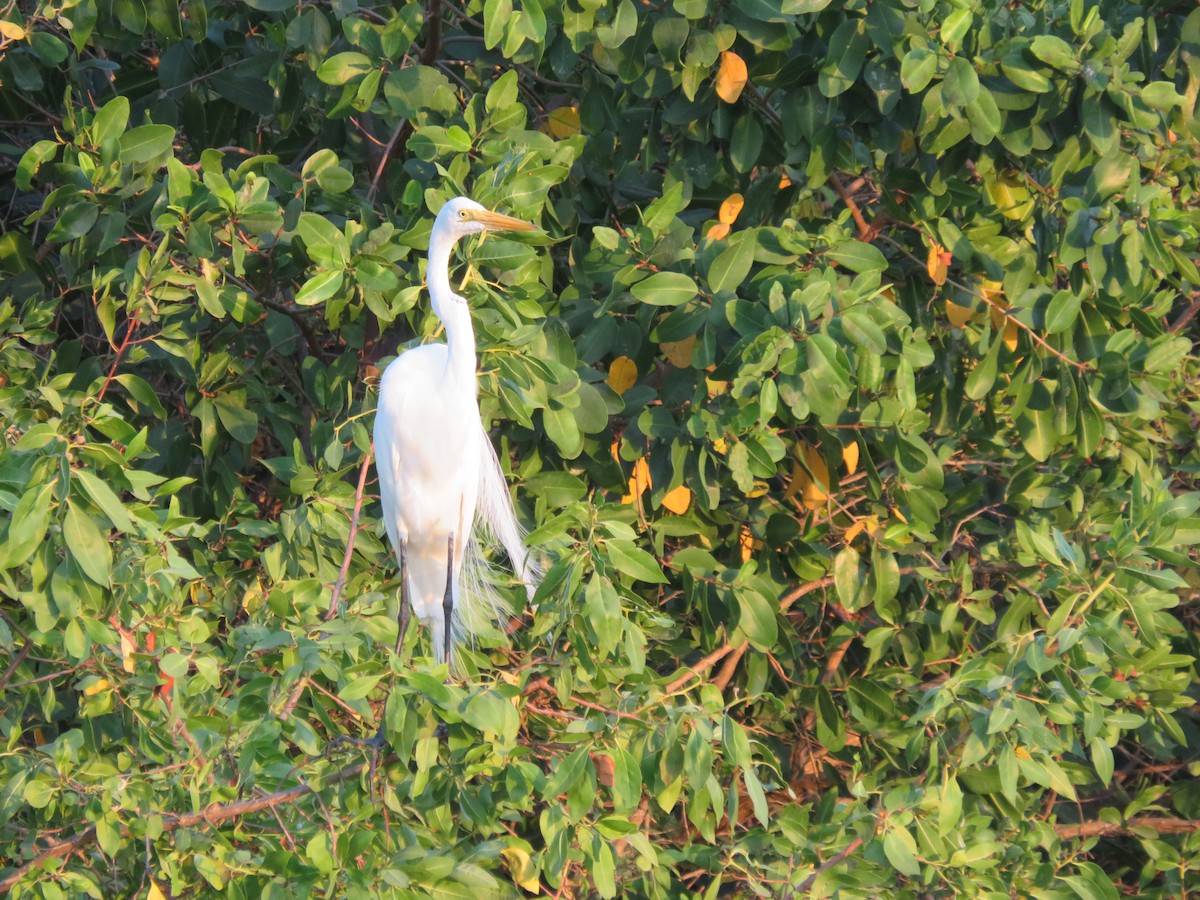 Great Egret - Pauline Catling